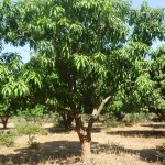 Mangobaum in Burkina Faso