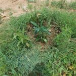 blog_wir_traeumen_von_baeumen_bild20