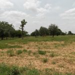 blog_wir_traeumen_von_baeumen_bild21