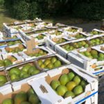 Mangos vor der Verladung am Flughafen